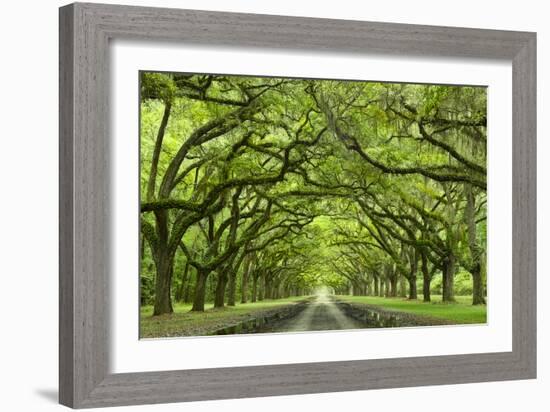 Oaks Avenue 1-Moises Levy-Framed Photographic Print