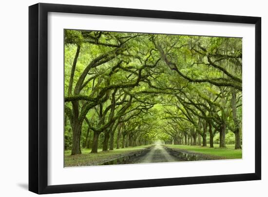 Oaks Avenue 1-Moises Levy-Framed Photographic Print