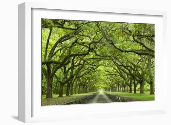 Oaks Avenue 1-Moises Levy-Framed Photographic Print