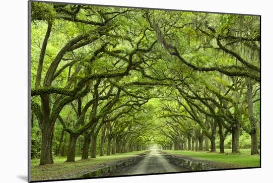 Oaks Avenue 1-Moises Levy-Mounted Photographic Print