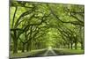 Oaks Avenue 1-Moises Levy-Mounted Photographic Print