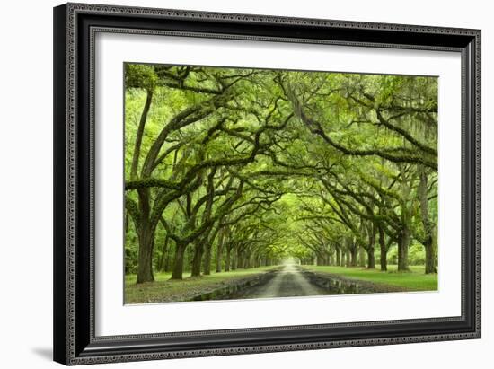 Oaks Avenue 1-Moises Levy-Framed Photographic Print