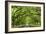 Oaks Avenue 1-Moises Levy-Framed Photographic Print