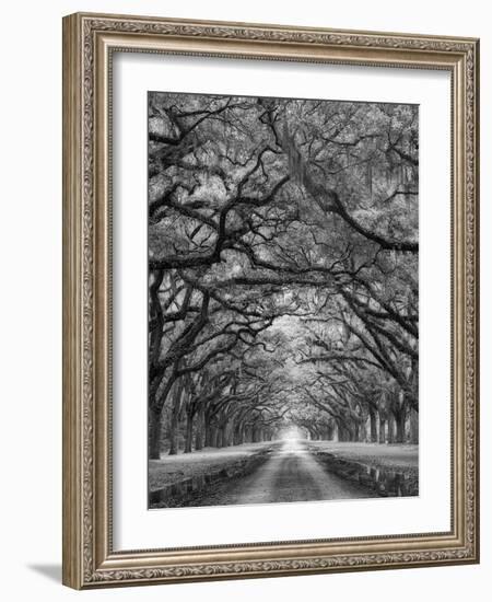 Oaks Avenue 2 BW-Moises Levy-Framed Photographic Print