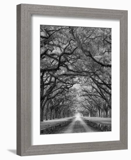 Oaks Avenue 2 BW-Moises Levy-Framed Photographic Print