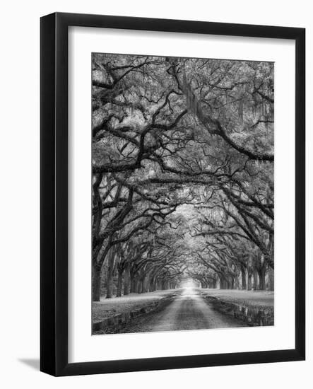 Oaks Avenue 2 BW-Moises Levy-Framed Photographic Print