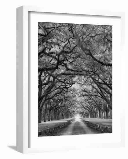 Oaks Avenue 2 BW-Moises Levy-Framed Photographic Print