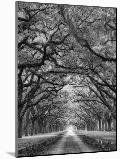 Oaks Avenue 2 BW-Moises Levy-Mounted Photographic Print