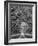 Oaks Avenue 2 BW-Moises Levy-Framed Photographic Print