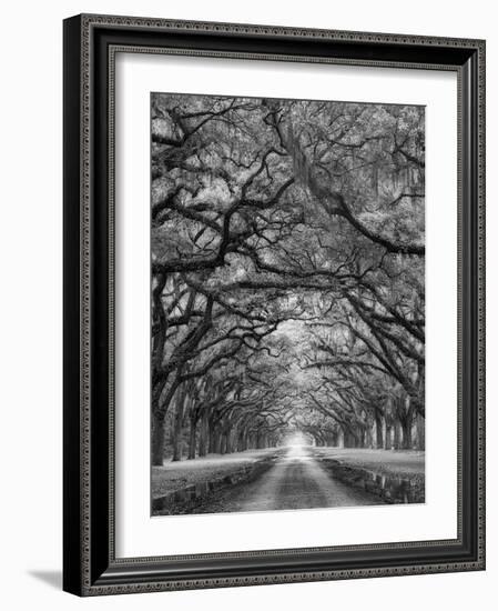 Oaks Avenue 2 BW-Moises Levy-Framed Photographic Print