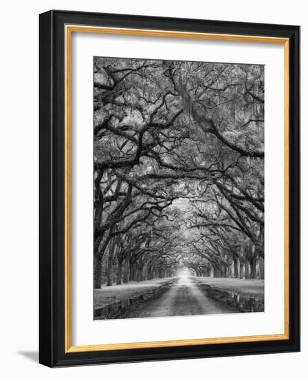 Oaks Avenue 2 BW-Moises Levy-Framed Photographic Print