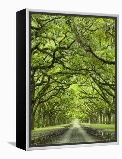 Oaks Avenue 2-Moises Levy-Framed Premier Image Canvas