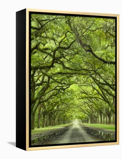 Oaks Avenue 2-Moises Levy-Framed Premier Image Canvas