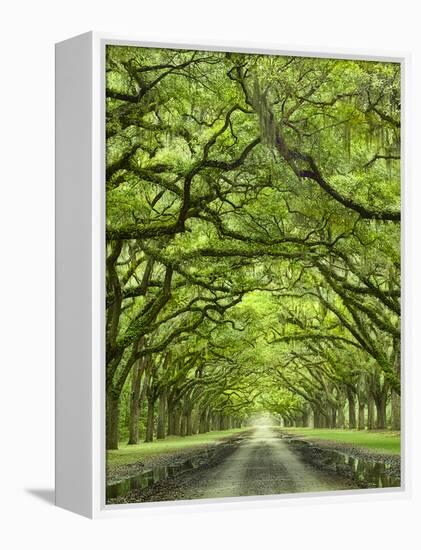 Oaks Avenue 2-Moises Levy-Framed Premier Image Canvas