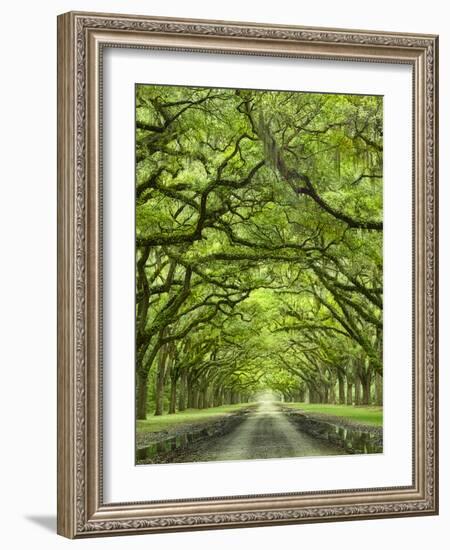 Oaks Avenue 2-Moises Levy-Framed Photographic Print