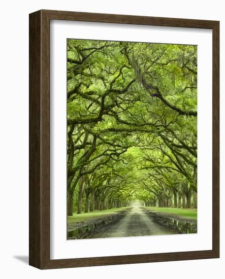 Oaks Avenue 2-Moises Levy-Framed Photographic Print