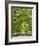 Oaks Avenue 2-Moises Levy-Framed Photographic Print