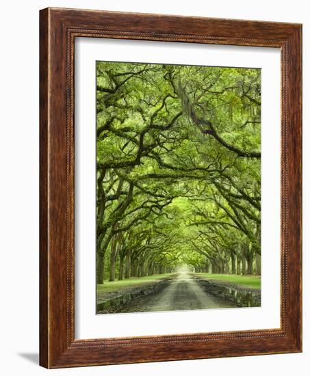 Oaks Avenue 2-Moises Levy-Framed Photographic Print