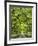 Oaks Avenue 2-Moises Levy-Framed Photographic Print