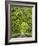 Oaks Avenue 2-Moises Levy-Framed Photographic Print