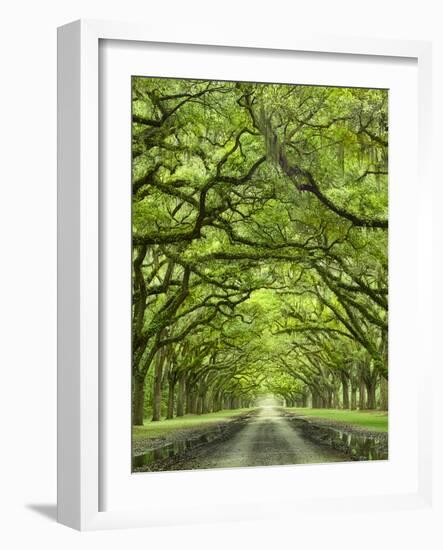 Oaks Avenue 2-Moises Levy-Framed Photographic Print