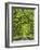 Oaks Avenue 2-Moises Levy-Framed Photographic Print