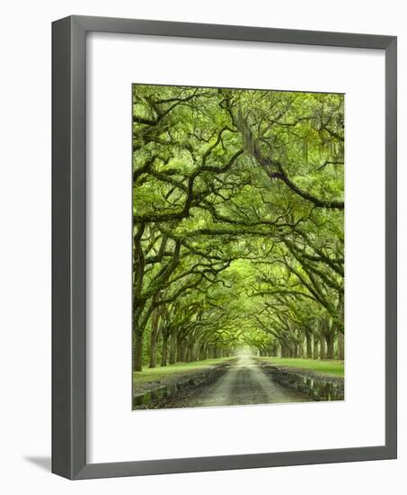 Oaks Avenue 2-Moises Levy-Framed Photographic Print