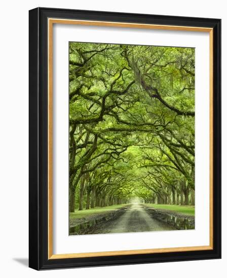 Oaks Avenue 2-Moises Levy-Framed Photographic Print