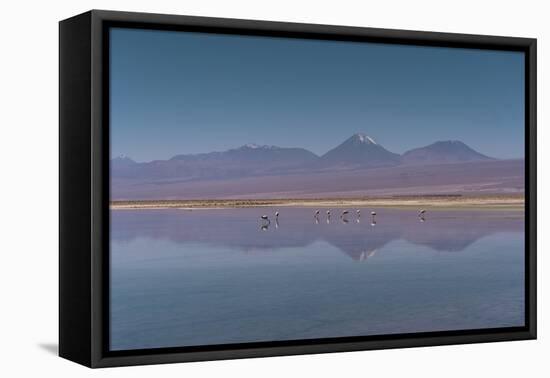 Oasis Flamingo-Belinda Shi-Framed Premier Image Canvas