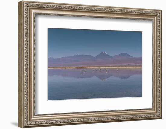 Oasis Flamingo-Belinda Shi-Framed Photographic Print