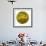 Oasis Shade Circle 2-Joy Doherty-Framed Giclee Print displayed on a wall