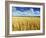 Oat Field, Thorverton, Devon, England, United Kingdom, Europe-Jeremy Lightfoot-Framed Photographic Print