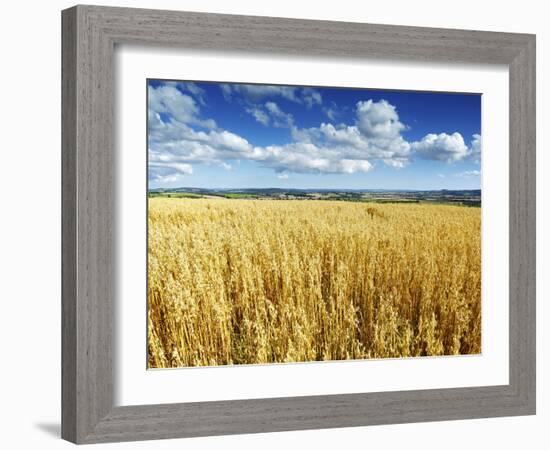 Oat Field, Thorverton, Devon, England, United Kingdom, Europe-Jeremy Lightfoot-Framed Photographic Print