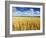 Oat Field, Thorverton, Devon, England, United Kingdom, Europe-Jeremy Lightfoot-Framed Photographic Print