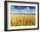 Oat Field, Thorverton, Devon, England, United Kingdom, Europe-Jeremy Lightfoot-Framed Photographic Print