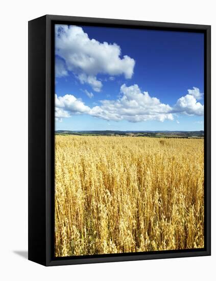 Oat Field, Thorverton, Devon, England, United Kingdom, Europe-Jeremy Lightfoot-Framed Premier Image Canvas