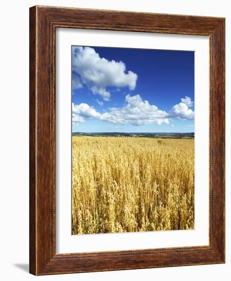 Oat Field, Thorverton, Devon, England, United Kingdom, Europe-Jeremy Lightfoot-Framed Photographic Print