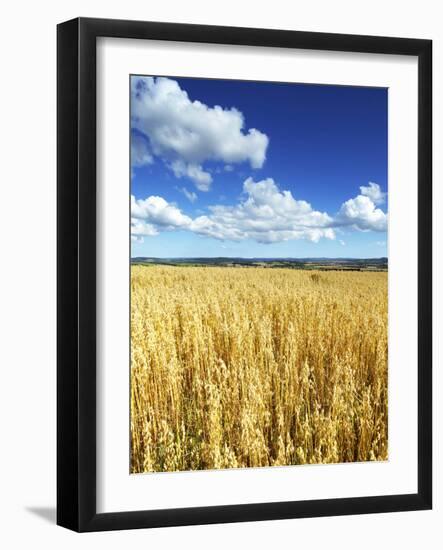 Oat Field, Thorverton, Devon, England, United Kingdom, Europe-Jeremy Lightfoot-Framed Photographic Print