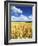 Oat Field, Thorverton, Devon, England, United Kingdom, Europe-Jeremy Lightfoot-Framed Photographic Print