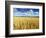 Oat Field, Thorverton, Devon, England, United Kingdom, Europe-Jeremy Lightfoot-Framed Photographic Print