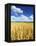 Oat Field, Thorverton, Devon, England, United Kingdom, Europe-Jeremy Lightfoot-Framed Premier Image Canvas