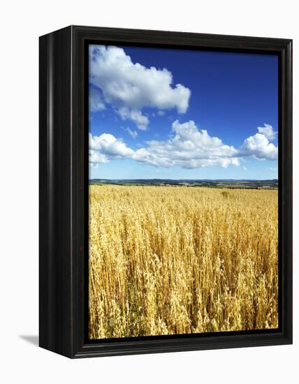 Oat Field, Thorverton, Devon, England, United Kingdom, Europe-Jeremy Lightfoot-Framed Premier Image Canvas