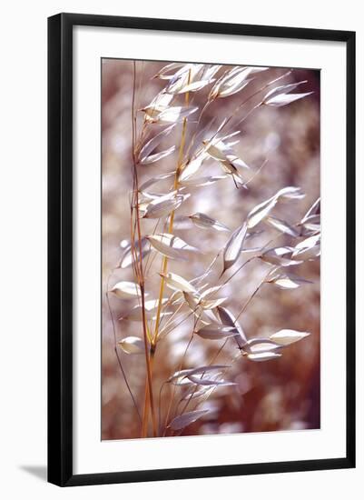 Oats 1-Ken Bremer-Framed Giclee Print