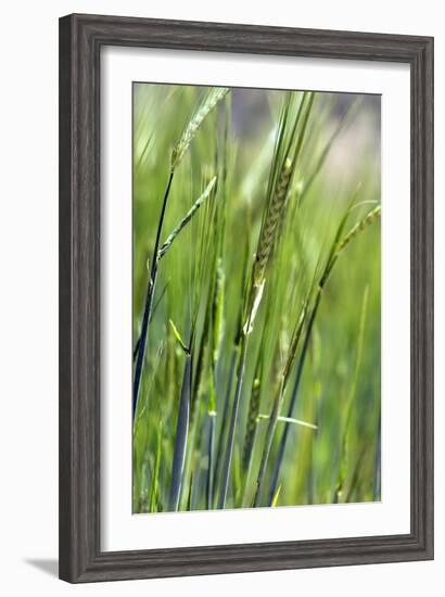 Oats-Carlos Dominguez-Framed Photographic Print