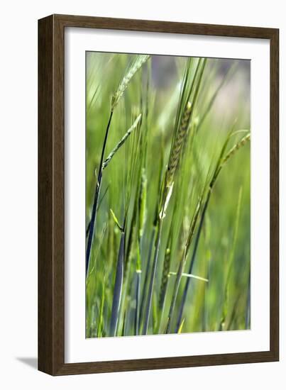 Oats-Carlos Dominguez-Framed Photographic Print