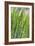 Oats-Carlos Dominguez-Framed Photographic Print