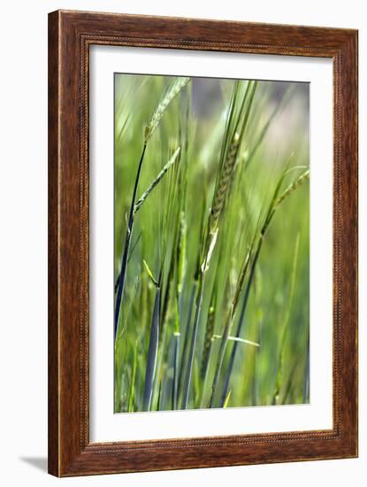 Oats-Carlos Dominguez-Framed Photographic Print