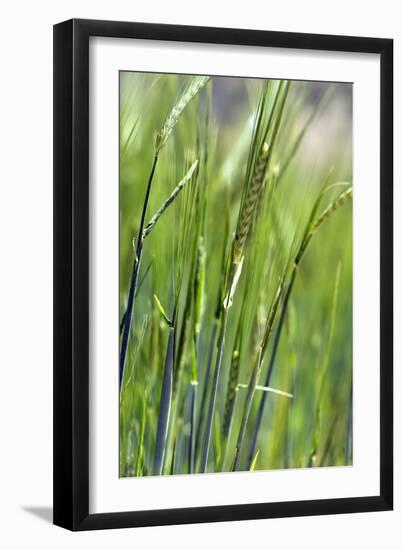 Oats-Carlos Dominguez-Framed Photographic Print