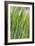 Oats-Carlos Dominguez-Framed Photographic Print