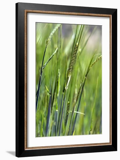 Oats-Carlos Dominguez-Framed Photographic Print